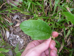 Passiflora ferruginea