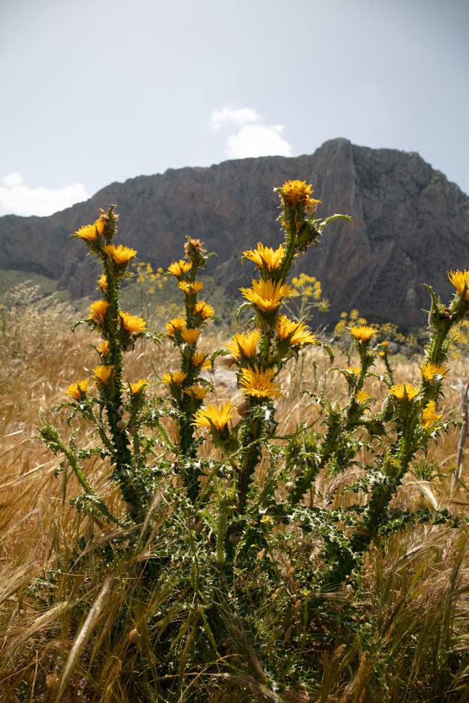 Large-flowered Golden Thistle