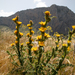 Large-flowered Golden Thistle - Photo (c) Massimiliano Finzi, some rights reserved (CC BY-NC-ND), uploaded by Massimiliano Finzi
