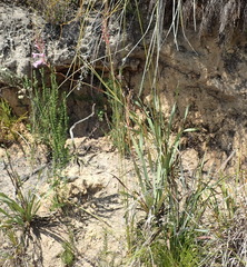 Watsonia knysnana
