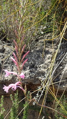 Watsonia knysnana