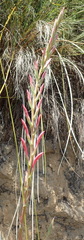 Watsonia knysnana