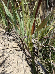 Watsonia knysnana