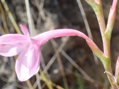 Watsonia knysnana