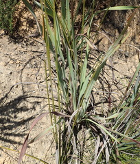 Watsonia knysnana