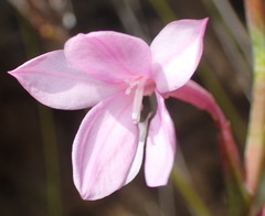 Watsonia knysnana