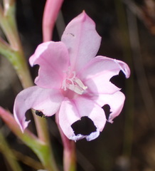 Watsonia knysnana