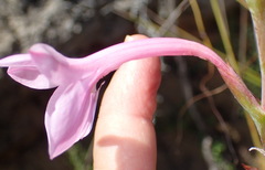 Watsonia knysnana