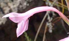 Watsonia knysnana