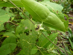 Passiflora coriacea