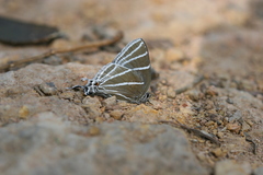 Laothus barajo