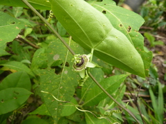 Passiflora coriacea