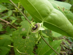 Passiflora coriacea
