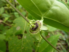 Passiflora coriacea