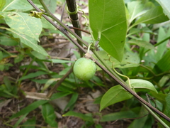 Passiflora coriacea