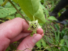 Passiflora coriacea