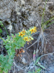 Balbisia gracilis