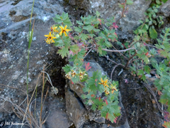 Balbisia gracilis