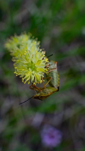 Photo of Black-shouldered Shieldbug (Carpocoris purpureipennis)