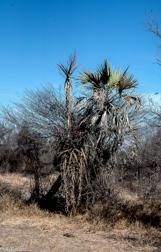 Hyphaene coriacea image