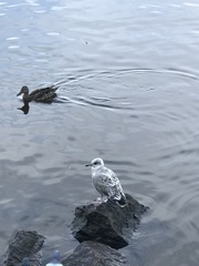 Larus canus