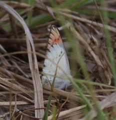 Colotis danae eupompe