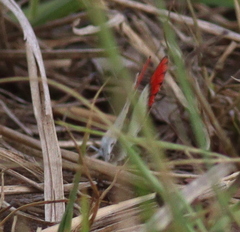 Colotis danae eupompe
