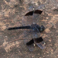 Brachythemis