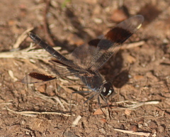 Brachythemis