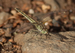 Brachythemis