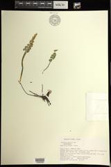 Botrychium neolunaria