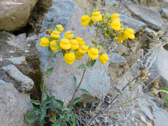 Calceolaria dentata