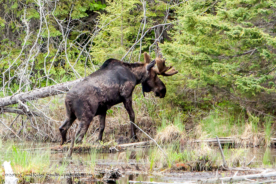 Northwestern Moose from Keweenaw County, MI, USA on June 10, 2017 at 03