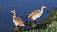 Alopochen aegyptiaca image