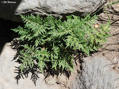 Cheilanthes glauca