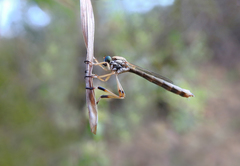Leptogaster calceata