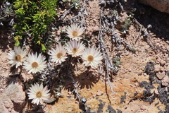 Helichrysum stoloniferum