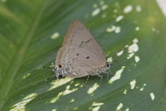 Parrhasius polibetes