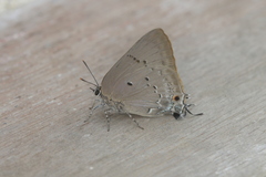 Parrhasius polibetes