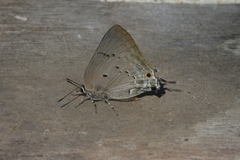 Parrhasius polibetes