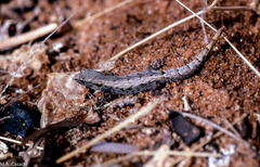 Lygodactylus verticillatus