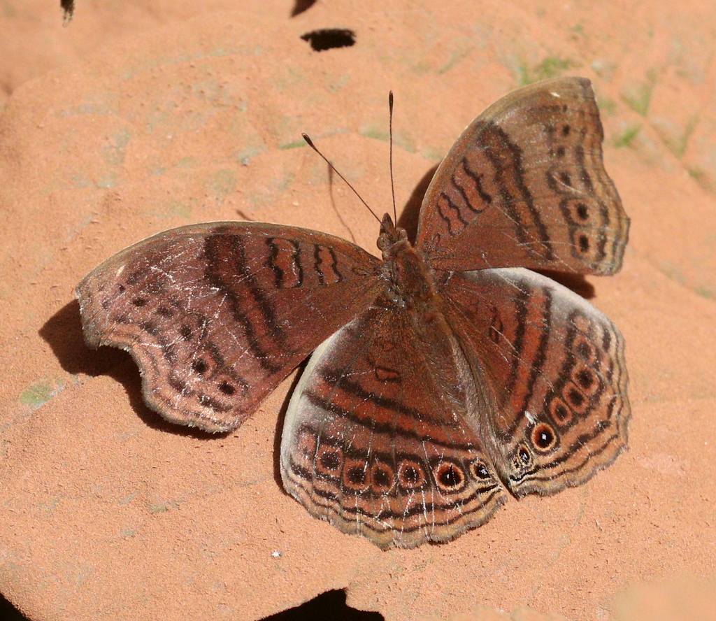 Junonia gregorii