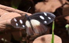 Acraea lycoa