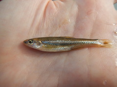 Notropis texanus