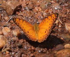 Phalanta eurytis eurytis