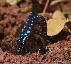 Charaxes etesipe