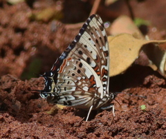 Charaxes etesipe