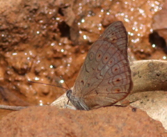 Sevenia occidentalium