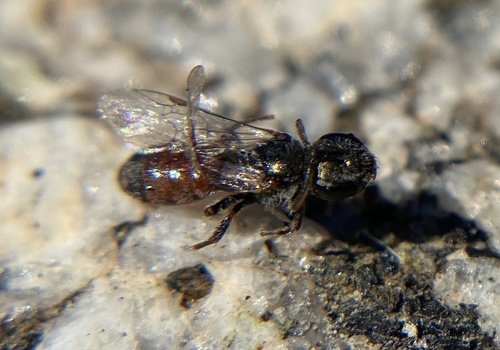 iNaturalist observation photo of Metallic Sweat Bees
