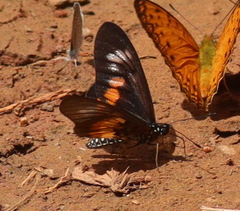 Pseudacraea